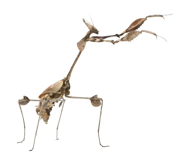 Περιπλάνηση mantis βιολί, gongylus gongylodes, μπροστά από το λευκό φόντο — Φωτογραφία Αρχείου