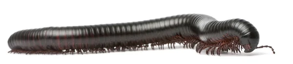 ヤスデ、多足類、白い背景の前での spirostreptus 先天 — ストック写真