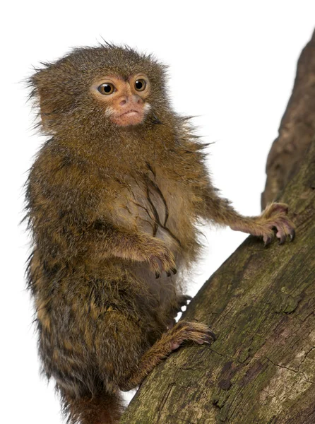 Pigmeo Marmoset o mono enano, Cebuella pygmaea, en el tronco delante de fondo blanco — Foto de Stock