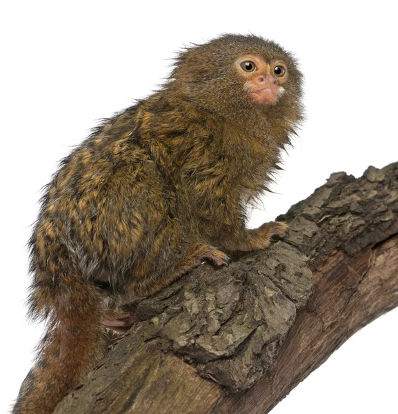 Pigmeo Marmoset o mono enano, Cebuella pygmaea, en el tronco delante de fondo blanco — Foto de Stock