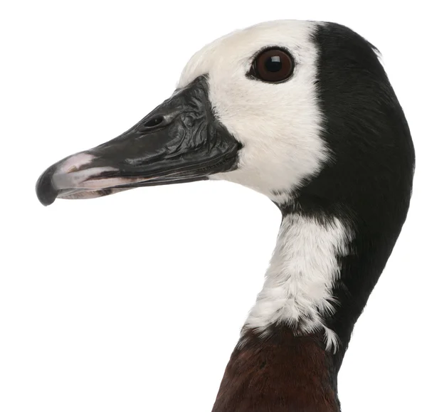 Close-up de pato assobiando de rosto branco, Dendrocygna viduata, na frente do fundo branco — Fotografia de Stock