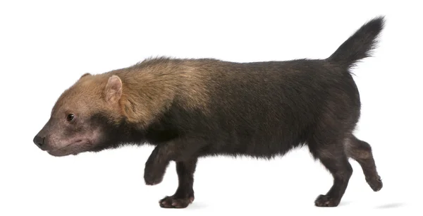 Bush Dog, Speothos venaticus, walking in front of white background — Stock Photo, Image