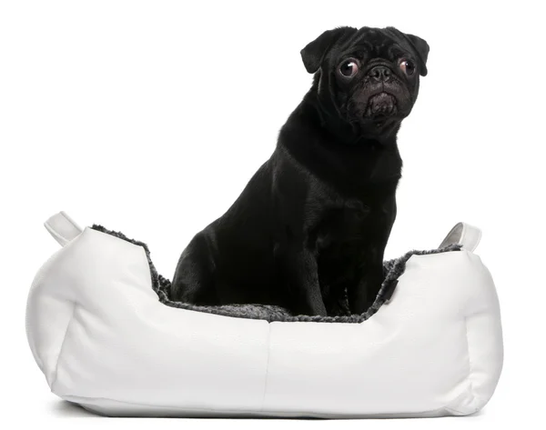 Zwarte pug zitten in bed van de hond voor witte achtergrond — Stockfoto