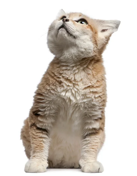 Sand cat, Felis margarita, 17 years old, sitting in front of white background — Stock Photo, Image