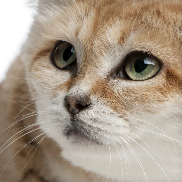Kočka pouštní, felis margarita, 17 let, sedí před bílým pozadím — Stock fotografie
