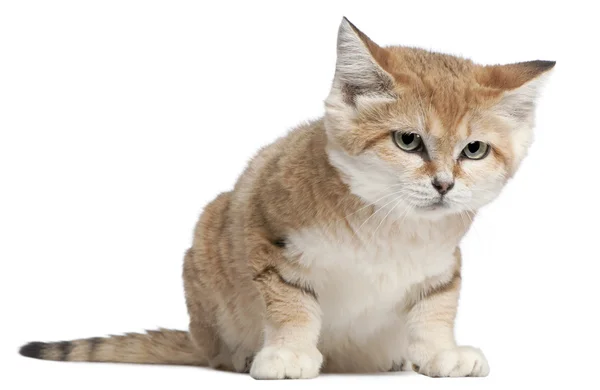 แมวทราย เฟลิส มาการิต้า อายุ 17 ปี นั่งอยู่หน้าพื้นหลังสีขาว — ภาพถ่ายสต็อก