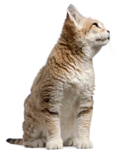 Zand kat, felis margarita, 17 jaar oud, wandelen voor witte achtergrond — Stockfoto