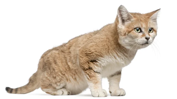 Kum kedisi felis margarita, 17 yaşında, beyaz arka plan yürüyüş — Stok fotoğraf