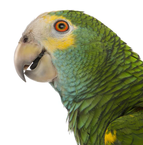 Detail žlutá nesl Amazonky, amazona barbadensis, před bílým pozadím — Stock fotografie