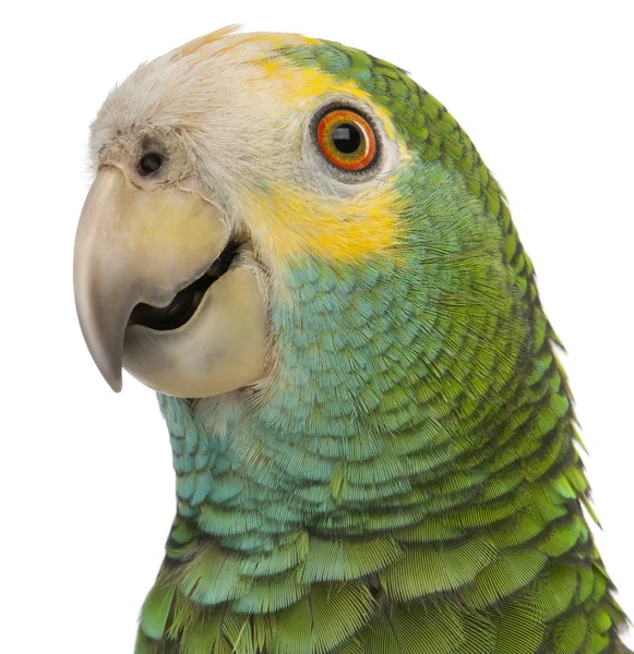 Close-up of Yellow-shouldered Amazon, Amazona barbadensis, in front of white background — Stock Photo, Image
