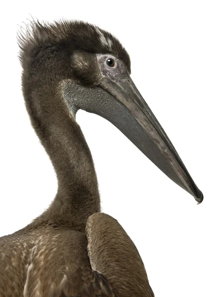 Close-up headshot of young pink-backed pelican, 2 months old, standing in front of white background — Stock Photo, Image