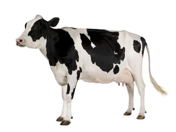 ホルスタイン種雌牛、5 歳、白の背景に立っています。 ロイヤリティフリーのストック画像