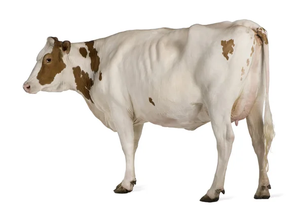 Holstein koe, 4 jaar oud, permanent tegen witte achtergrond Stockafbeelding