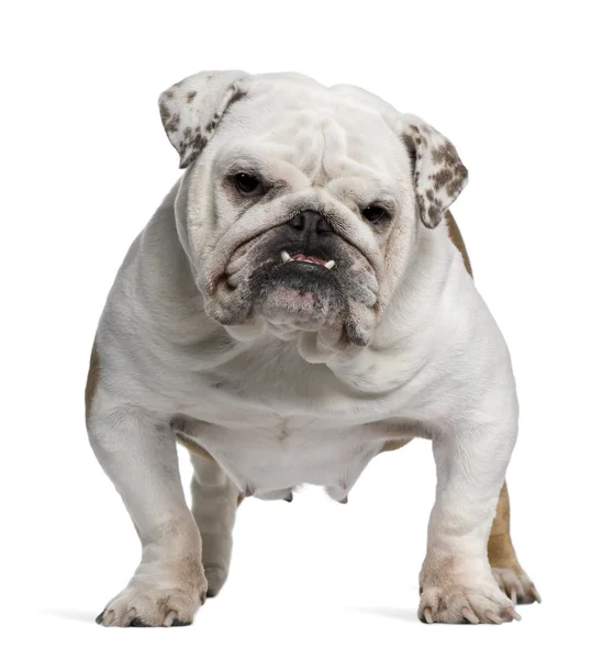 İngilizce bulldog, 5 yıl yaşlı, beyaz arka plan duran Stok Fotoğraf