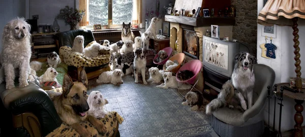 Portrait de 24 chiens dans un salon devant un téléviseur Image En Vente