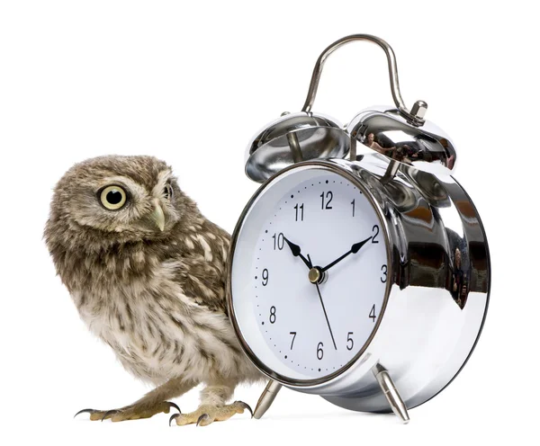 Little Owl, 50 dias, Athene noctua Fotografia De Stock