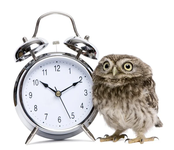 Little Owl, 50 dias, Athene noctua Imagem De Stock