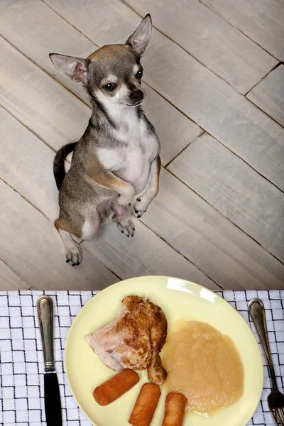 Chihuahua licking lips and looking at food on plate at dinner table Stock Picture