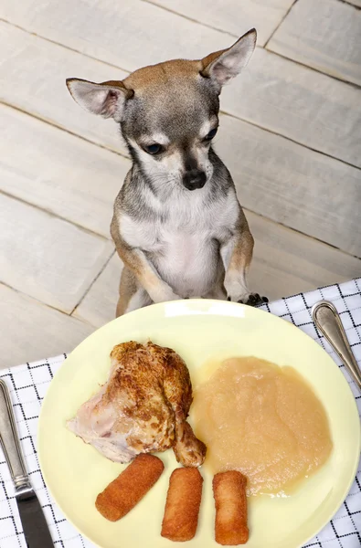 Chihuahua slickar läpparna och titta på mat på plattan vid middagsbordet Stockfoto