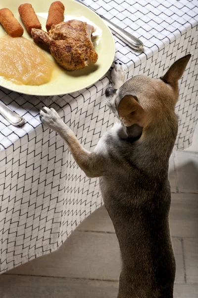 Chihuahua leckt Lippen und betrachtet Essen auf dem Teller am Esstisch Stockfoto