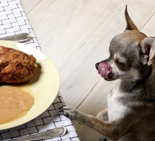 Chihuahua leckt Lippen und betrachtet Essen auf dem Teller am Esstisch Stockbild
