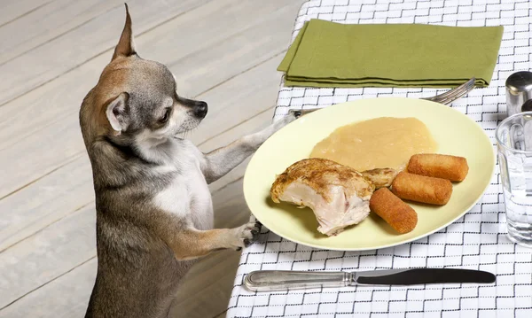 Chihuahua betrachtet Essensreste auf dem Teller am Esstisch Stockfoto