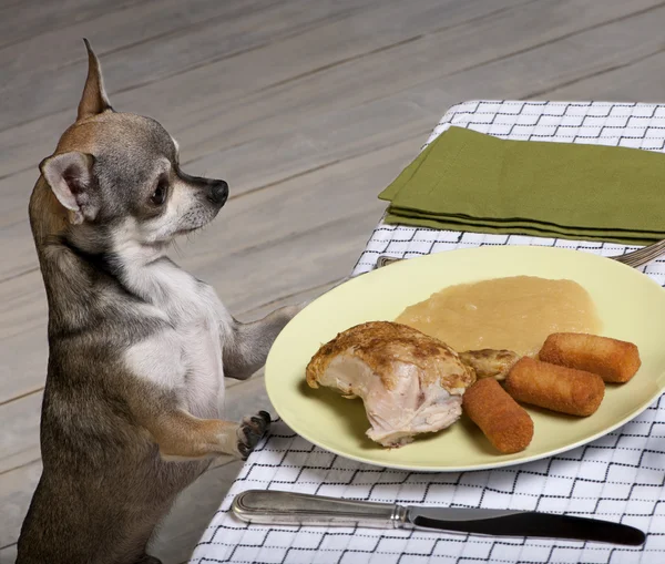 Chihuahua betrachtet Essensreste auf dem Teller am Esstisch Stockbild