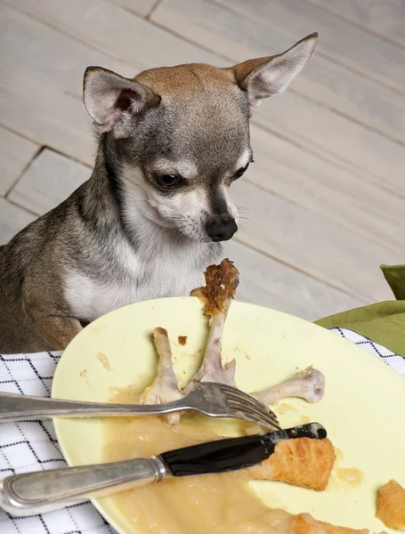 Chihuahua looking at leftover food on plate at dinner table Stock Photo