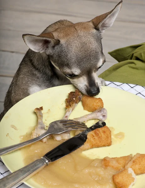 Chihuahua looking at leftover food on plate at dinner table Royalty Free Stock Photos