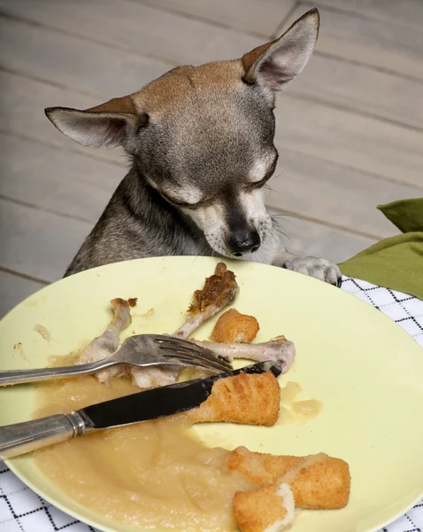 Chihuahua betrachtet Essensreste auf dem Teller am Esstisch lizenzfreie Stockbilder