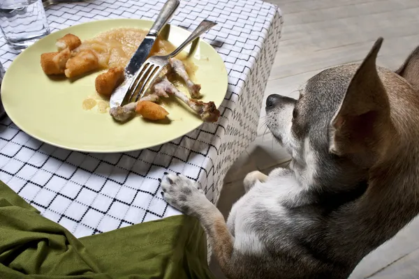 Chihuahua standing on hind legs to look at leftover meal on dinner table Stock Picture
