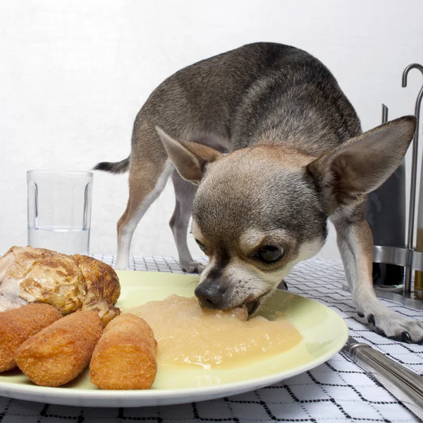 Chihuahua isst Essen vom Teller auf dem Esstisch Stockbild