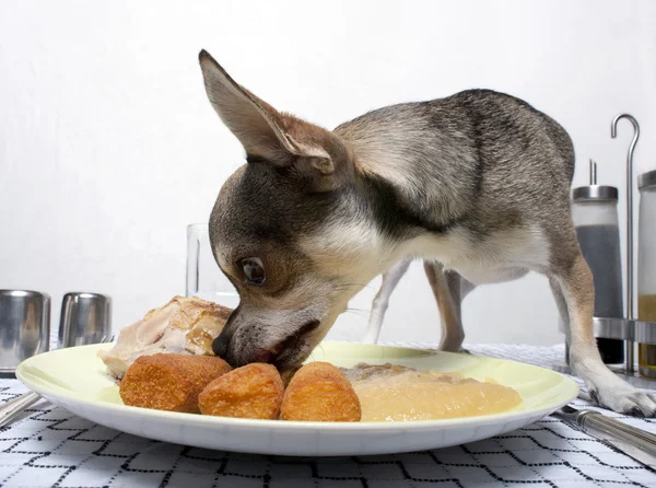 Chihuahua isst Essen vom Teller auf dem Esstisch lizenzfreie Stockbilder