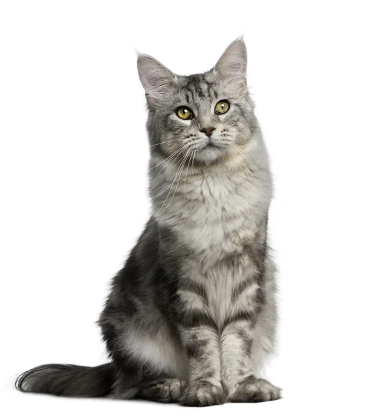 Maine coon Pictures, Maine coon Stock Photos & Images | Depositphotos®