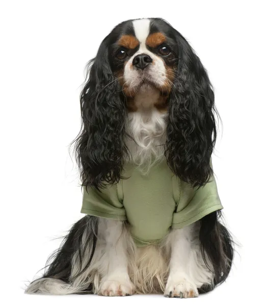 Cavalier King Charles Spaniel, 5 years old, dressed up and sitting in front of white background — Stock Image Cavalier King Charles Spaniel, 5 years old, dressed up and sitting in front of white background Royalty Free Stock Images
