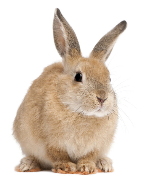 Bunny rabbit in front of white background Royalty Free Stock Images