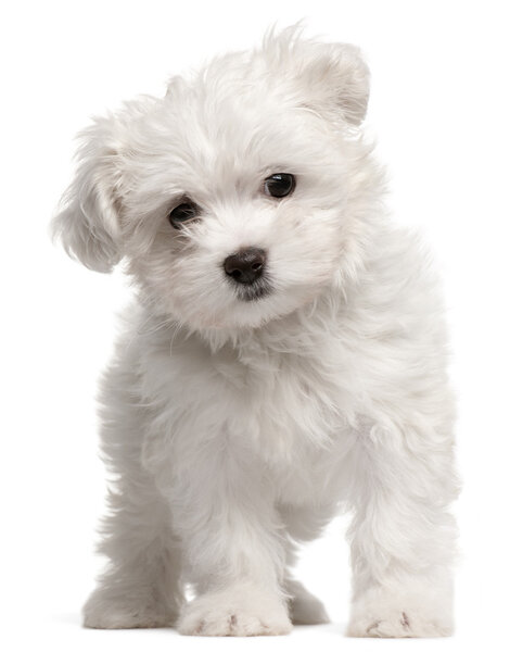 Maltese puppy, 2 months old, standing in front of white background Stock Picture