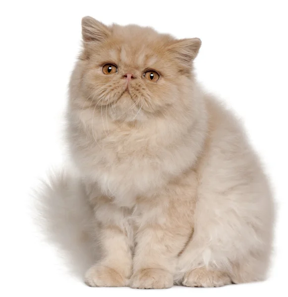 Persian cat Stock Photos, Royalty Free Persian cat Images | Depositphotos