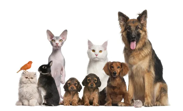 Grupp av husdjur: hund, katt, fågel, kanin Royaltyfria Stockfoton