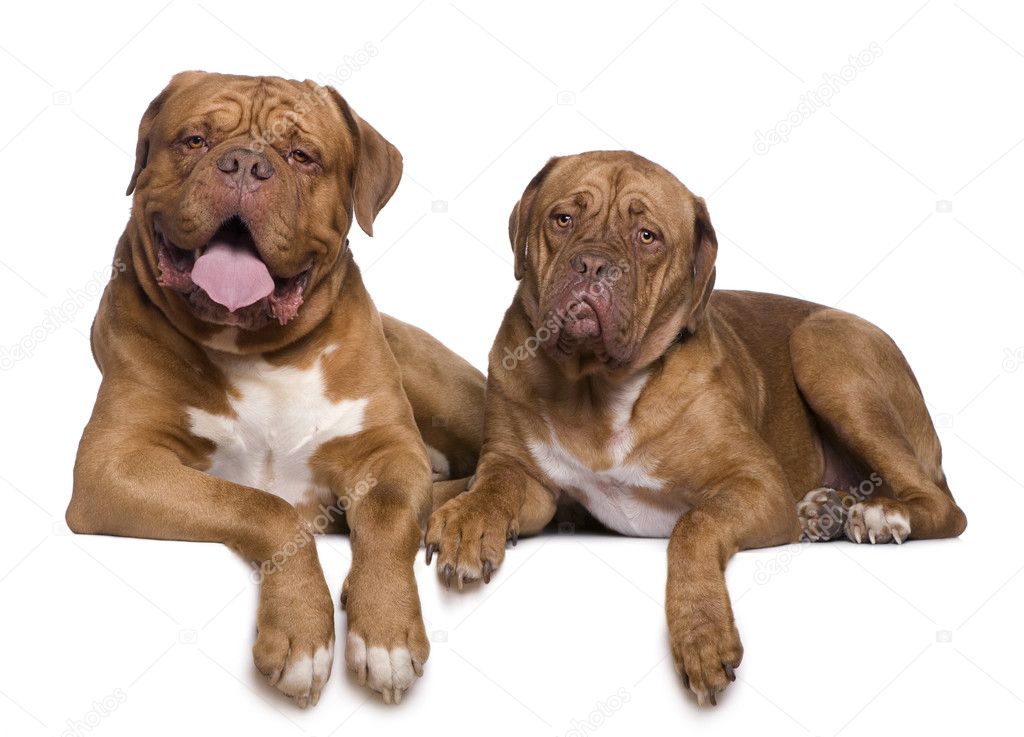 Two Dogue de Bordeaux dogs, 4 and a half years, old and 11 months old, lying in front of white background