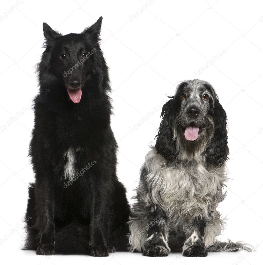 Belgian Shepherd dog, Groenendael, 2 years old, and English Cocker Spaniel, 4 years old, sitting in front of white background