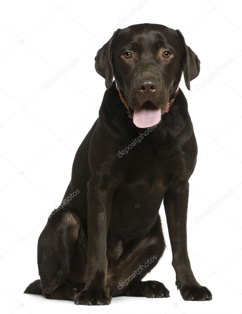 Labrador, 14 months old, sitting in front of white background