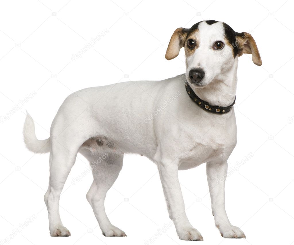 Mixed-breed dog, 3 years old, sitting in front of white background