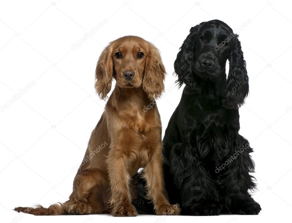 Two English Cocker Spaniels, 10 months and 6 months old, sitting in front of white background
