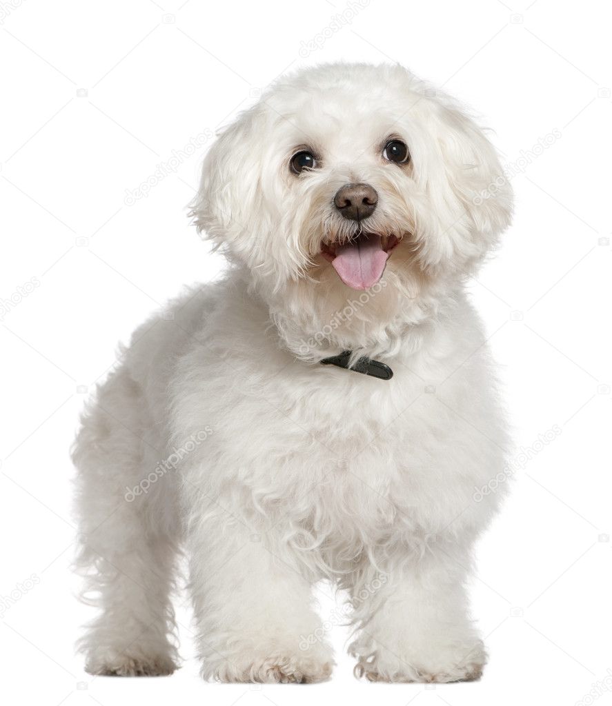 Bichon frise, 13 and a half years old, standing in front of white background