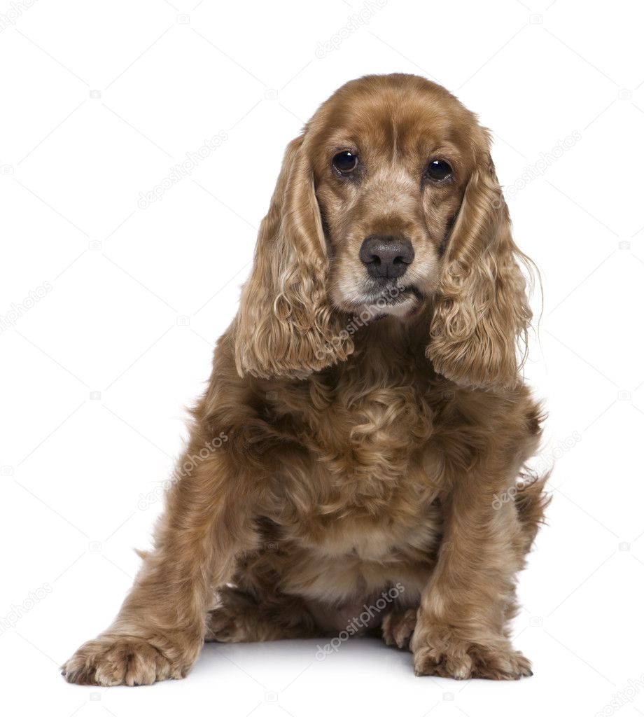 English Cocker Spaniel, 12 years old, sitting in front of white background