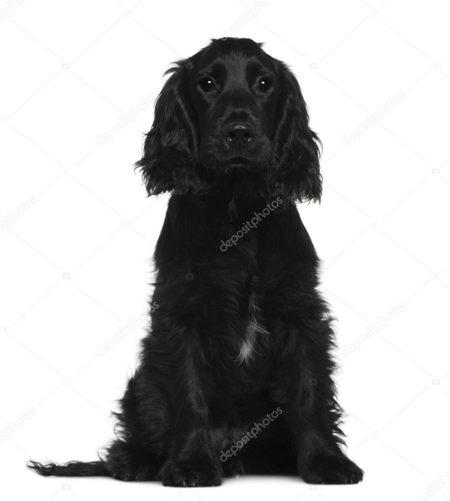 English Cocker Spaniel, 5 months old, sitting in front of white background