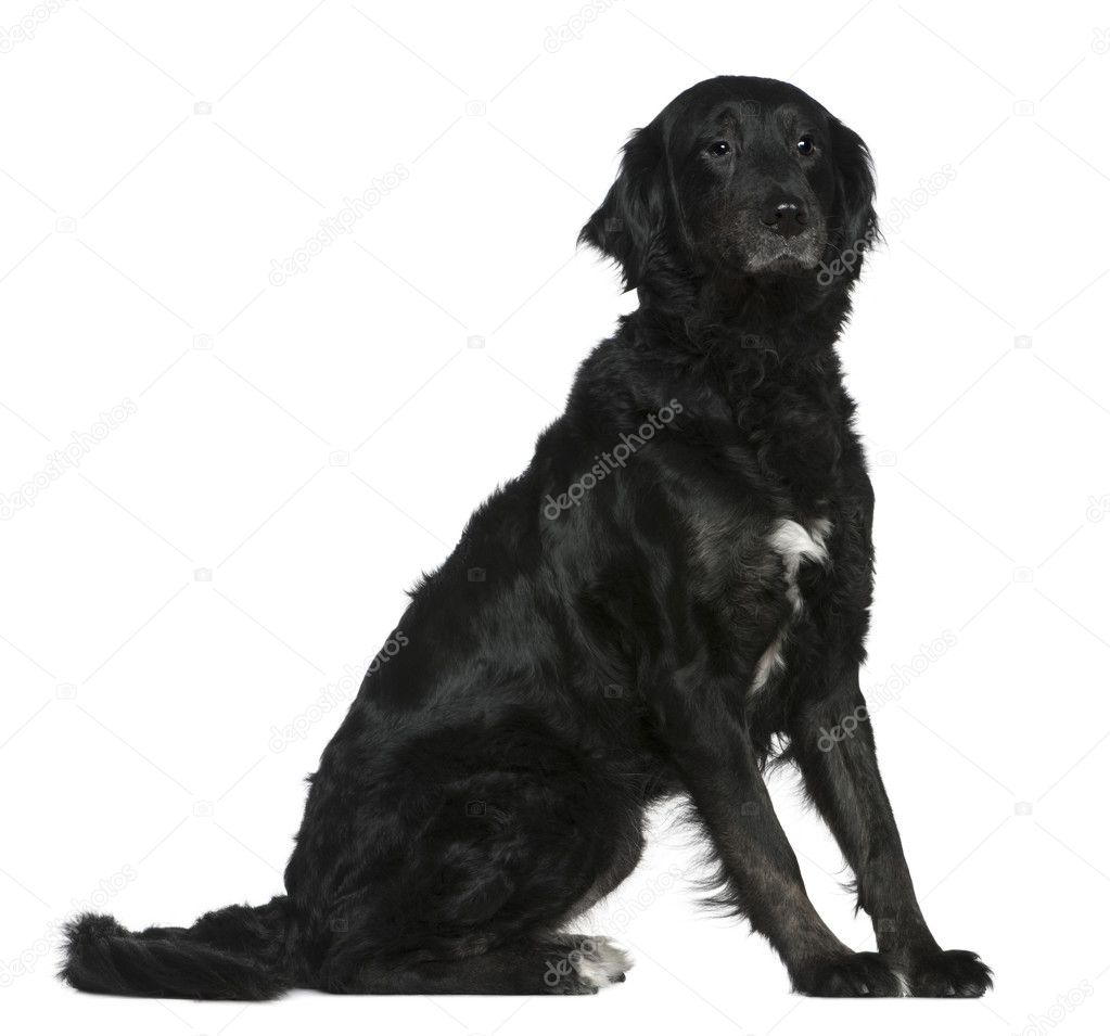 Labrador mixed with a Bernese mountain dog, 6 years old, sitting in front of white background