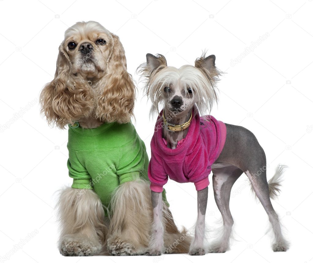 Dressed American Cocker Spaniel and Chinese Crested dog, 3 years old and 7 months old, in front of white background