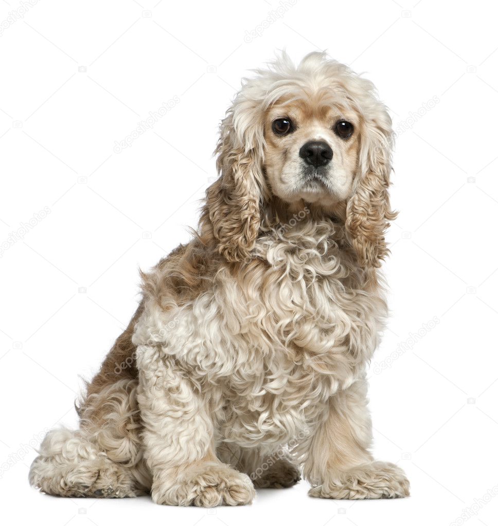 American Cocker Spaniel, 3 years old, sitting in front of white background